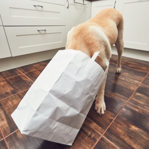 un chien qui fouille dans un sac