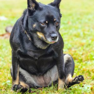 un chien qui se frotte le derrière