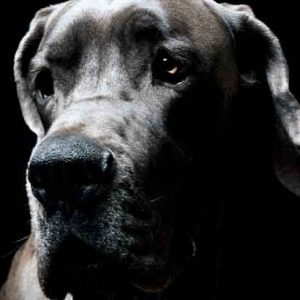un chien avec une gueule noire