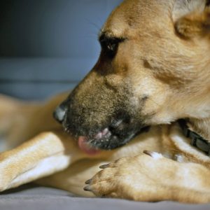 un chien qui se lèche