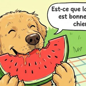 un chien qui mange une tranche de pastèque