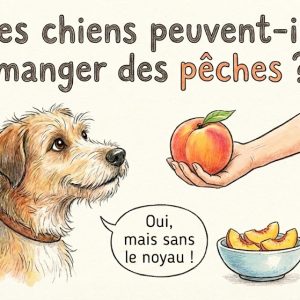 les chiens peuvent-ils manger des pêches