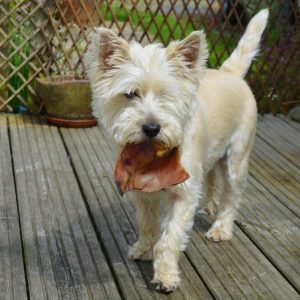 un chien qui mange une oreille de porc