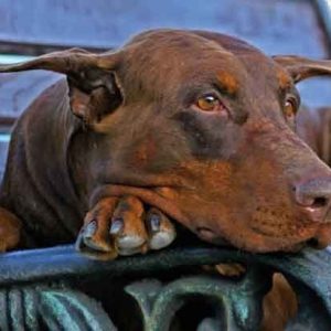 un chien au repos