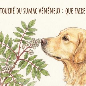 un chien qui renifle du sumac vénéneux