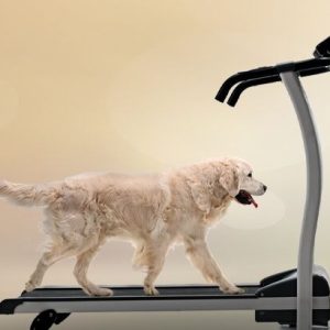 un chien sur un tapis roulant
