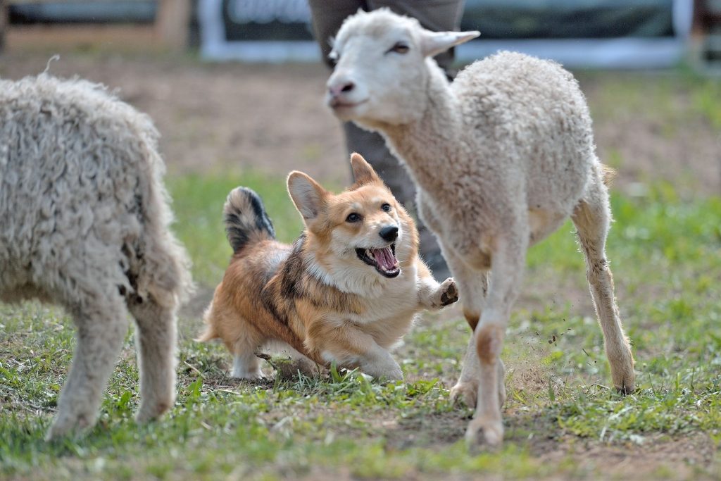 corgi
