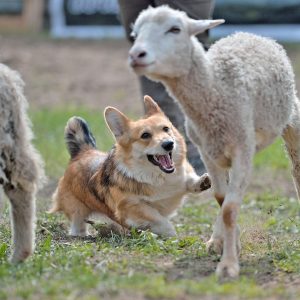 corgi