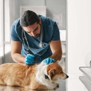 examen vétérinaire à la recherche de kystes sébacés