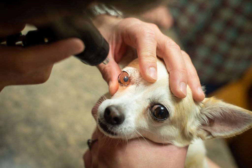 examen oculaire d'un chien