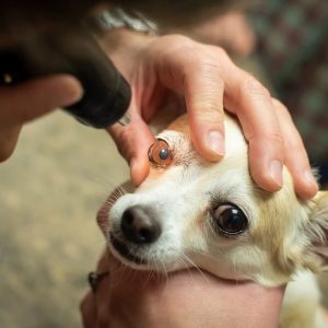 examen oculaire d'un chien