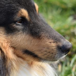 une tête de chien