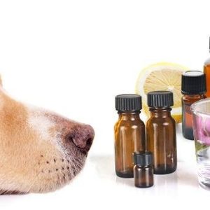 huiles essentielles chien