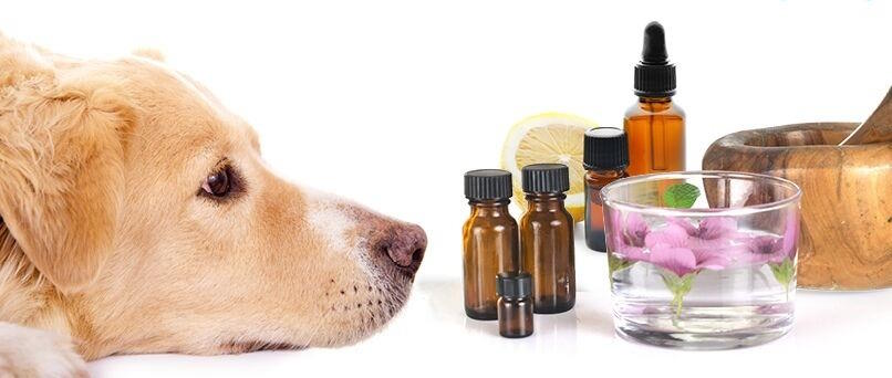 huiles essentielles chien