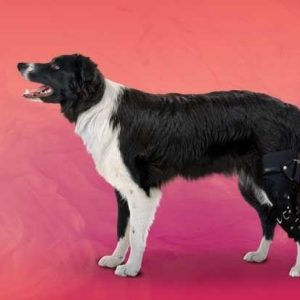 un chien avec une attelle
