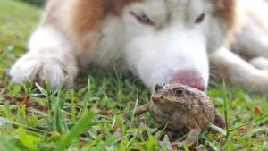 Un chien qui renifle un crapaud