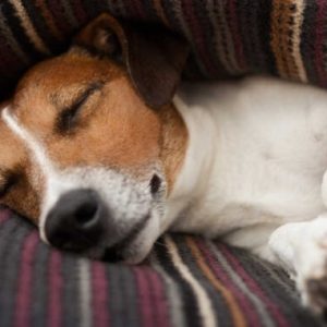 un chien endormi