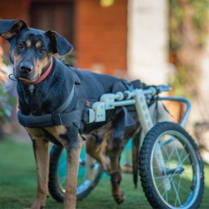un chien qui se déplace à l'aide d'un fauteuil roulant