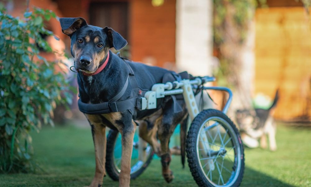 un chien qui se déplace à l'aide d'un fauteuil roulant