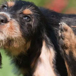 un chien qui se gratte