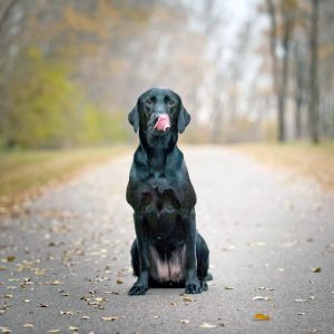 un chien qui se lèche les babines