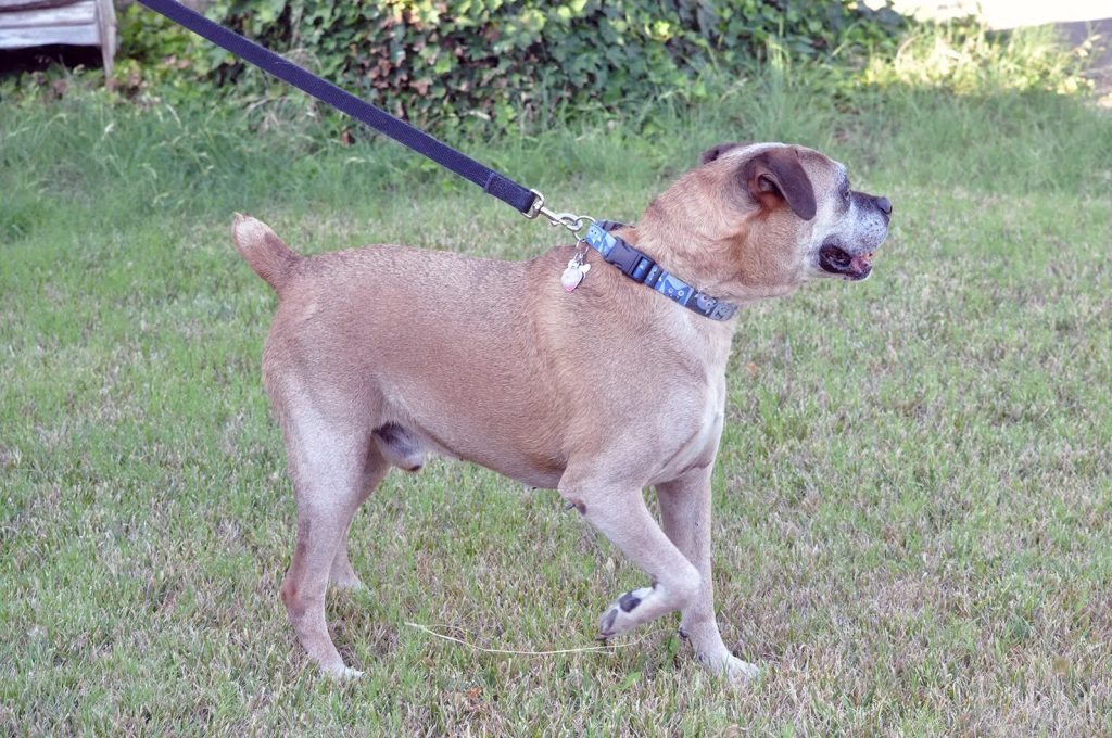 un chien avec la queue coupée