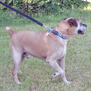un chien avec la queue coupée