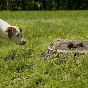 un chien qui a trouvé un serpent