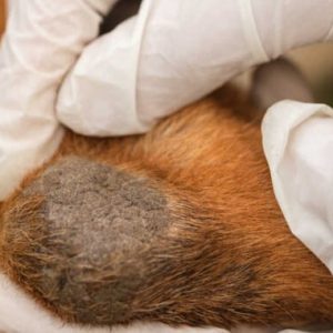 l'examen d'un coude de chien