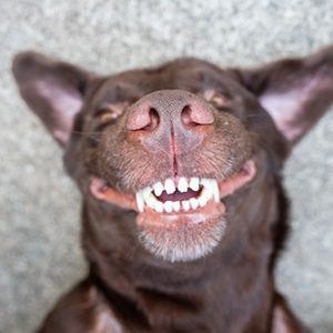 un chien avec de bonnes dents