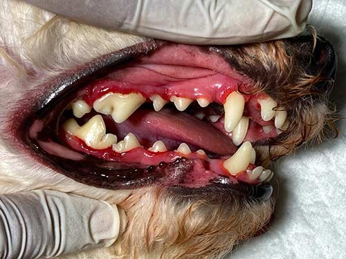 gingivite dents de chien