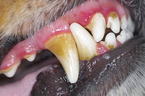 du tartre sur les dents d'un chien