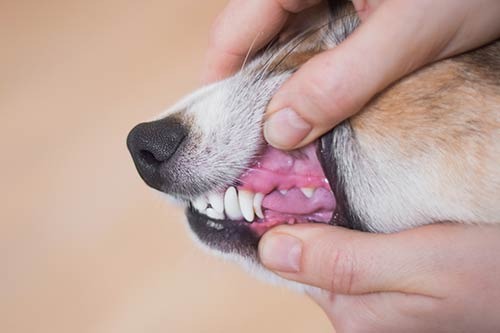 dents de lait non tombées chez un chien