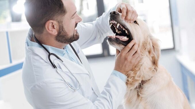 examen vétérinaire des dents d'un chien