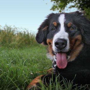 un chien qui tire la langue