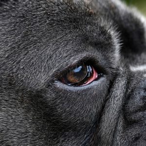 un chien avec un œil rouge
