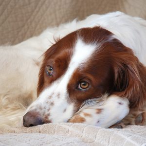 Un Setter irlandais couché