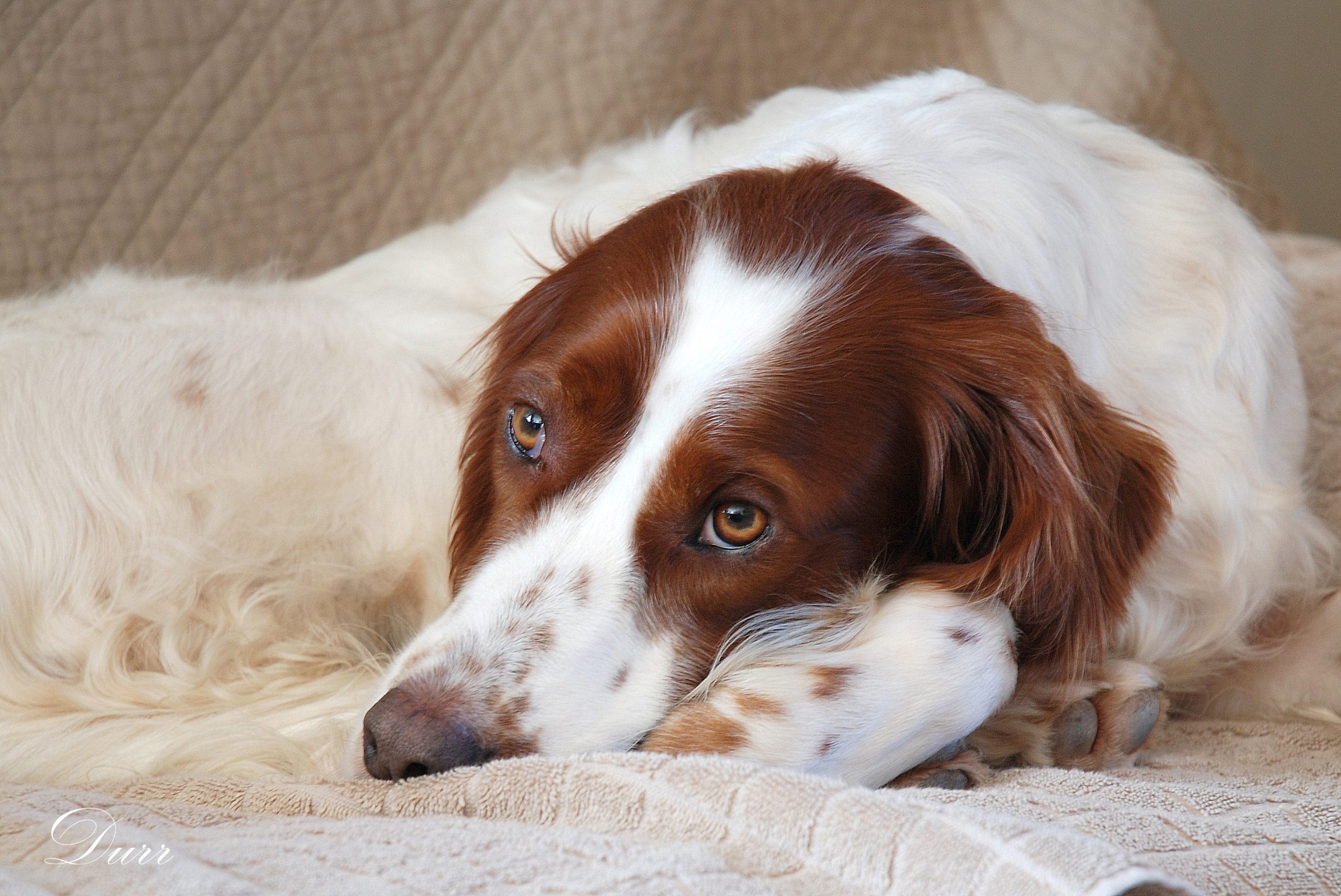 Un Setter irlandais couché