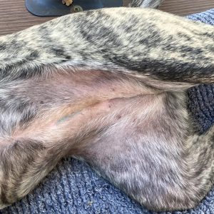 Un tatouage de stérilisation sur le ventre d'une chienne