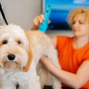 un chien qui se fait tondre