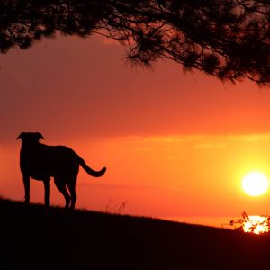 Chien debout près d'un arbre sous un ciel rouge de coucher de soleil.