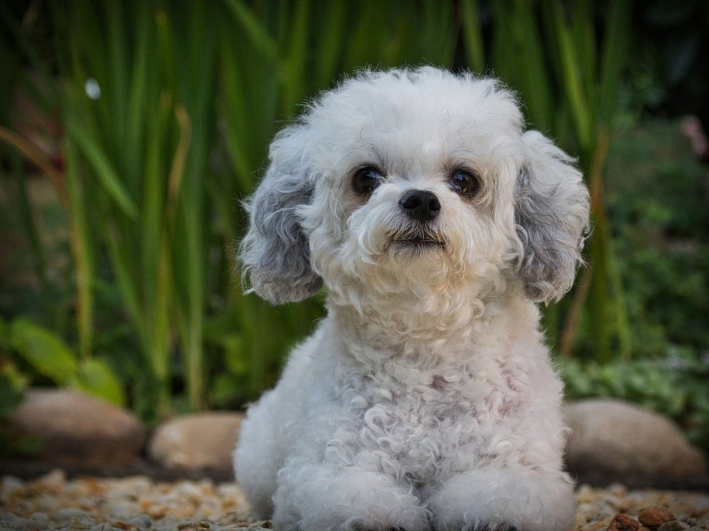un Bichon frisé qui regarde devant lui