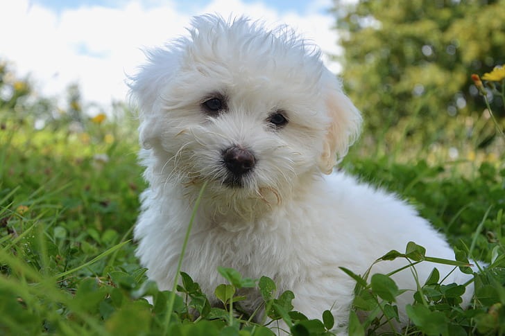 un Bichon frisé couché dans l'herbe