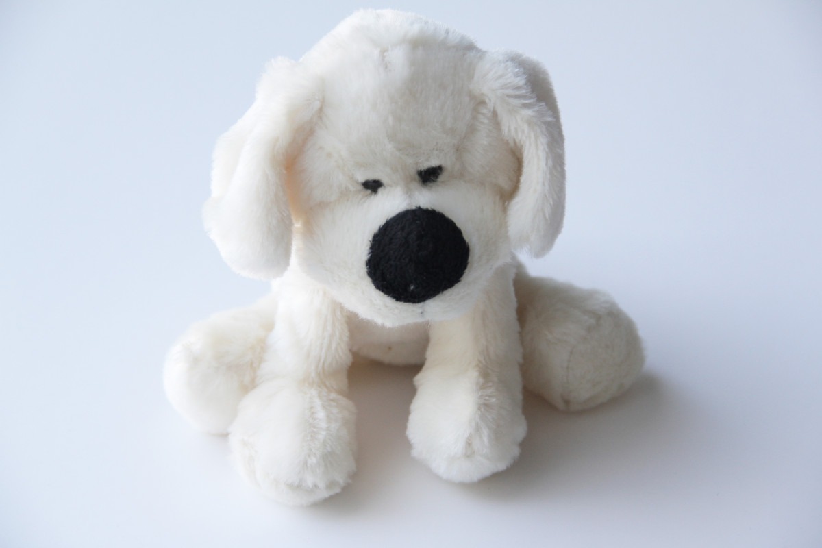 un Bichon frisé en peluche