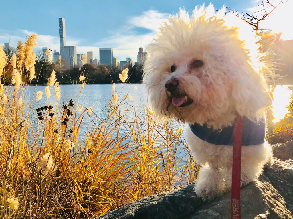 un Bichon frisé à Central Park