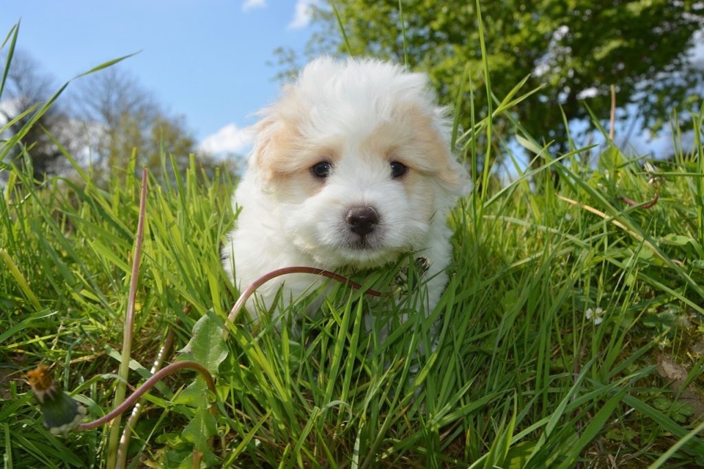 un Bichon frisé qui court dans l'herbe