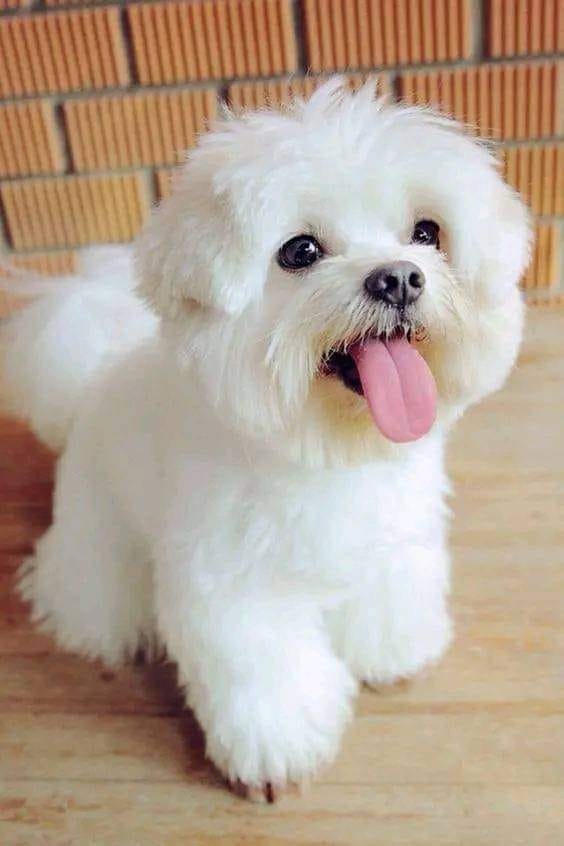 un Bichon frisé qui tire la langue