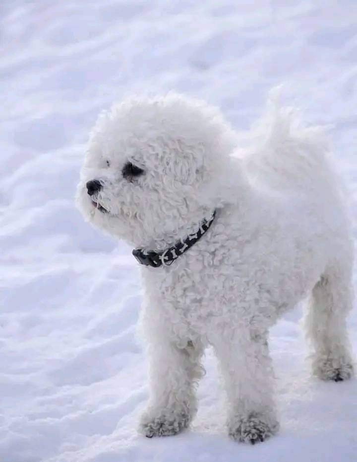 un Bichon frisé dans la neige