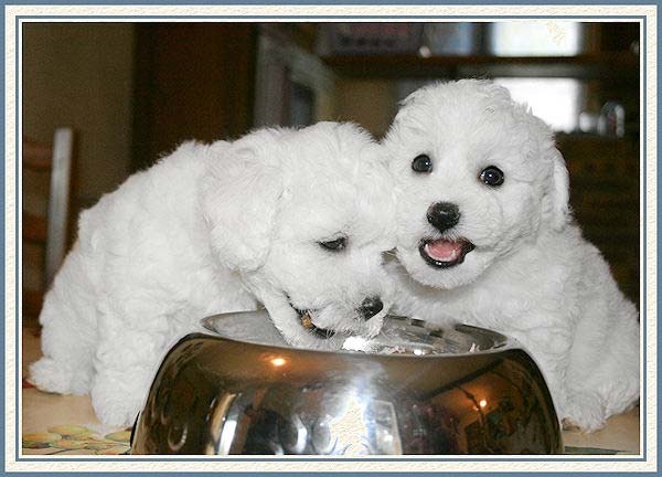 deux Bichons frisés qui mangent