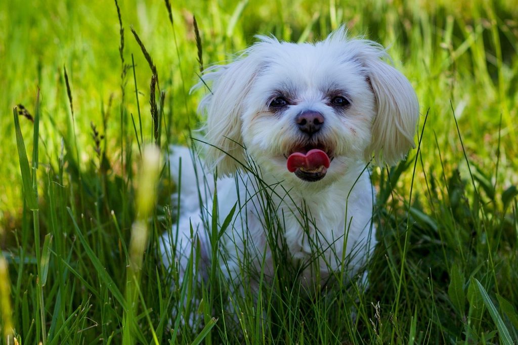 un Bichon frisé dans l'herbe
